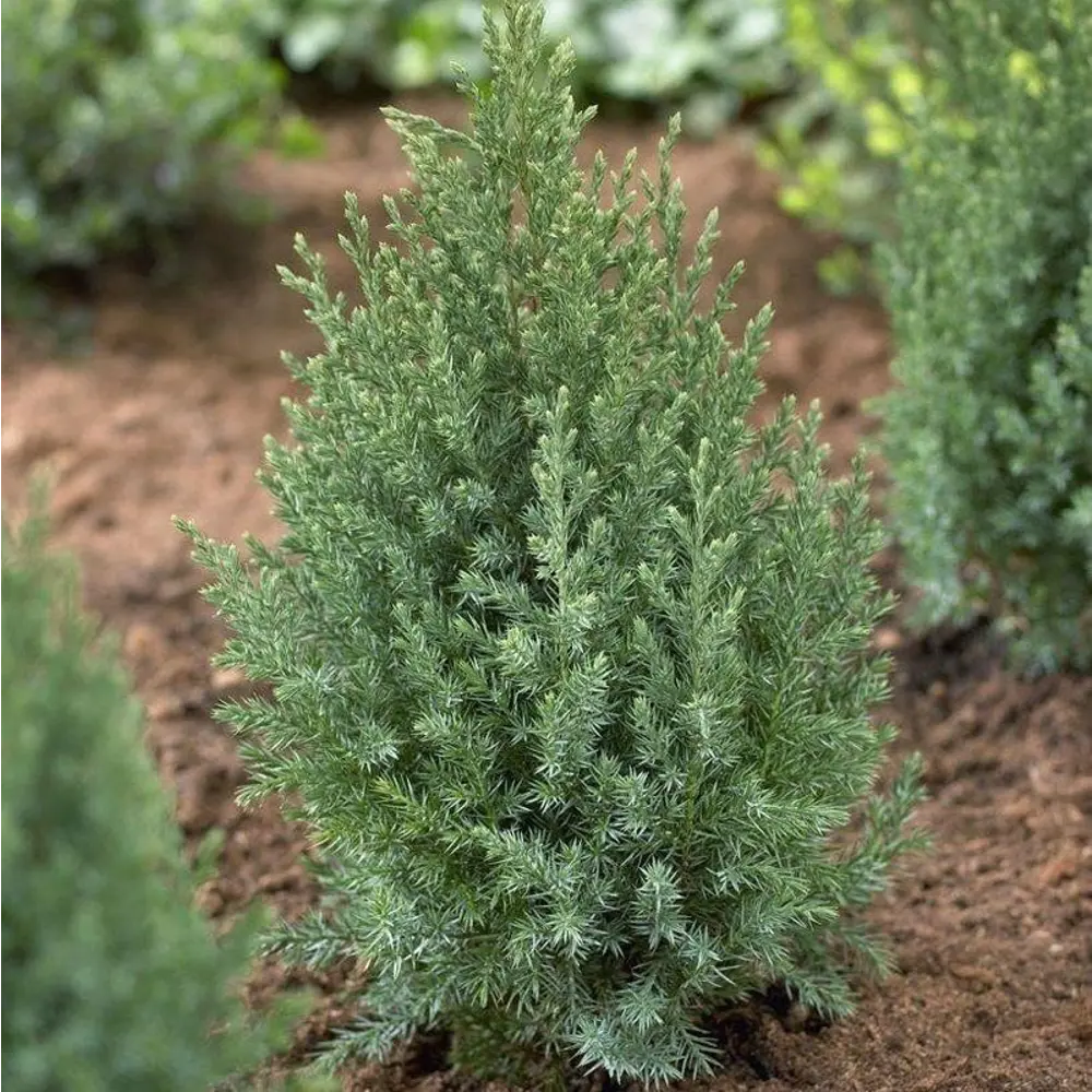 Можжевельник китайский Стрикта ø22 h60 - 65 см 87691110 STLM-2140370 PLANTMARKET 
