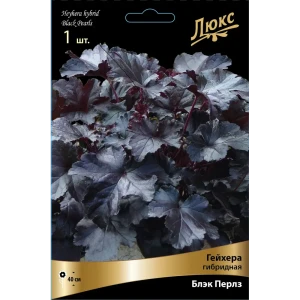 Гейхера гибридная Блэк Перлз