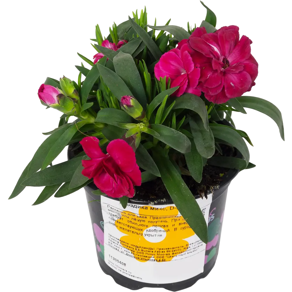 Гвоздика 9х16 см 11305408 STLM-2009587 Santreyd 