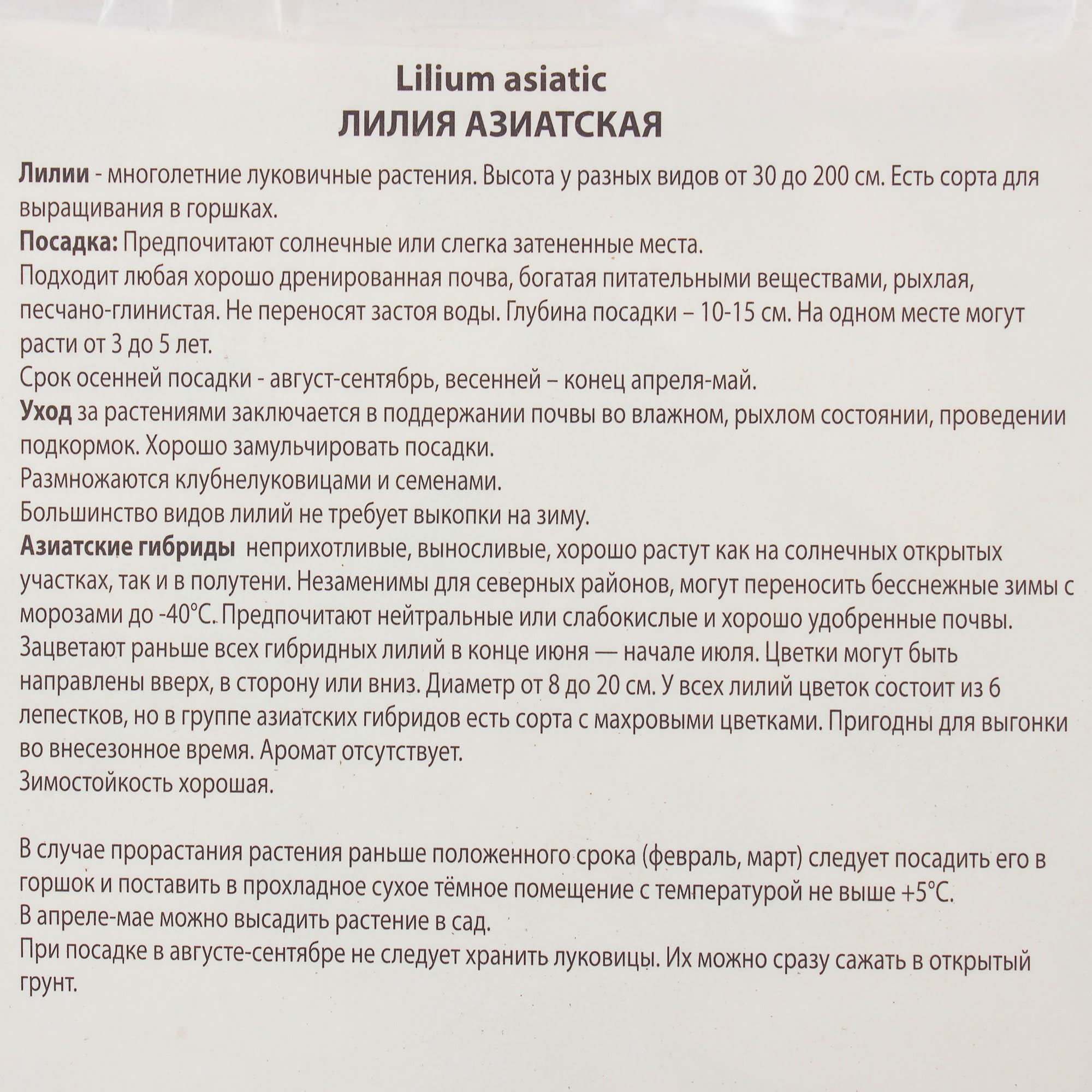 81945464 Лилия азиатская Танго «Патриция Прайд» Santreyd  - Вид №2