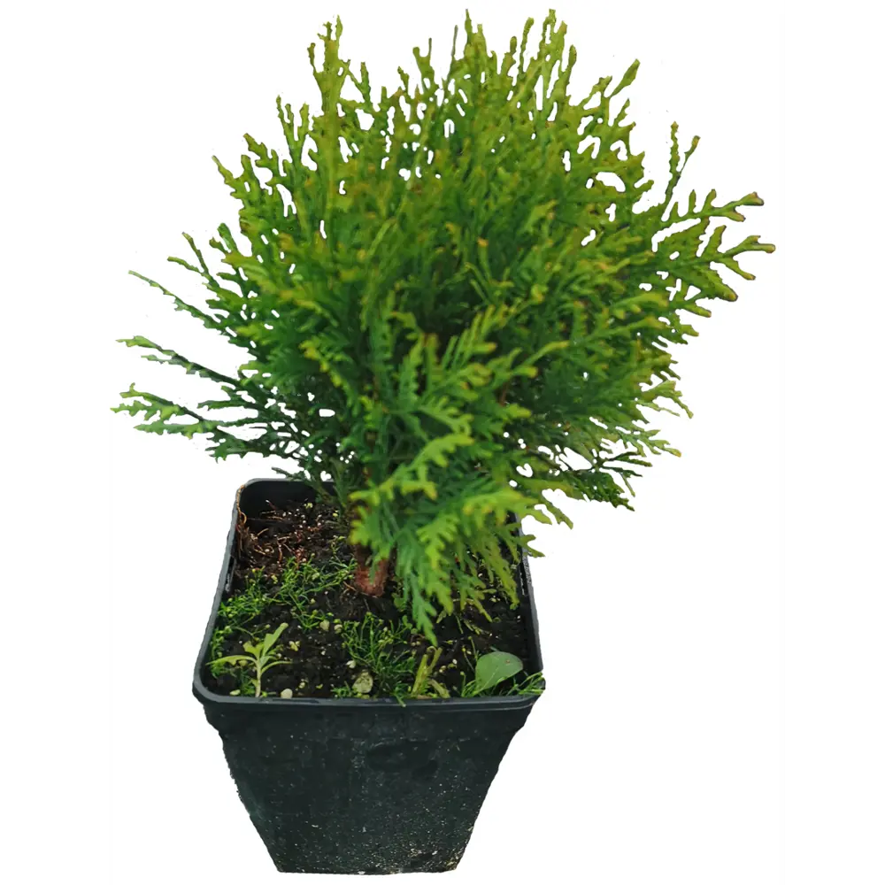 Туя западная Вудварди h30 см МОНБЛАН STLM-2016162