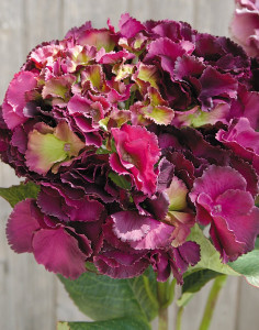 9811 599 a3 Гортензия шелковый цветок, 70 см, антично-тёмно-розовая H-andreas