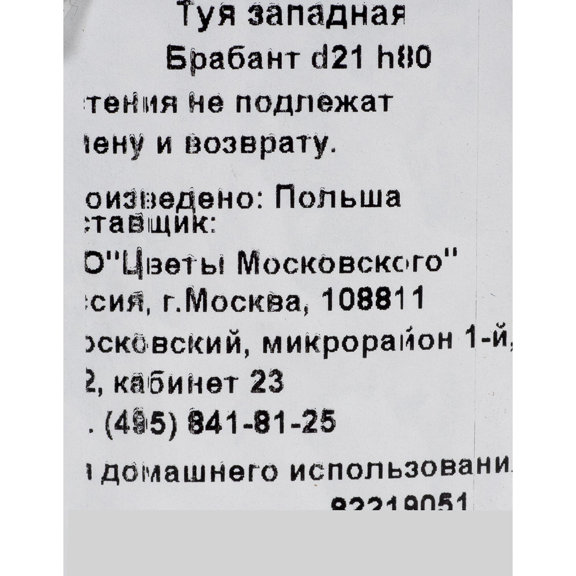 82219051 Туя западная «Брабант» 2.5 л h80 см Santreyd  - Вид №1