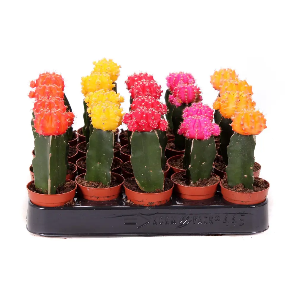 Кактус Гимнокалициум микс в горшке ø5.5 см 89432191 Santreyd STLM-1584653