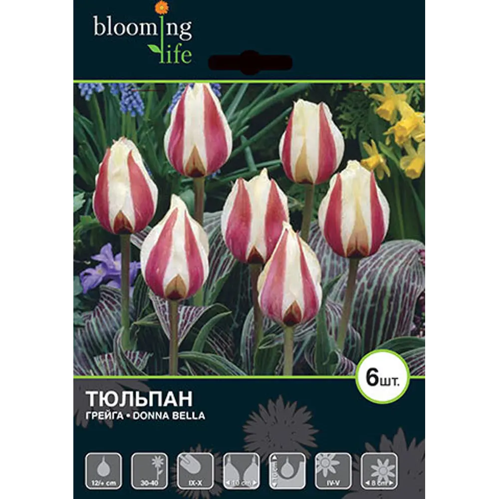 Тюльпан «Донна Белла» размер луковицы 12, 7 шт BLOOMING LIFE STLM-2206245