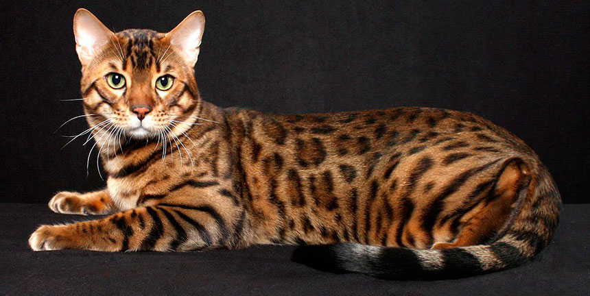 Бенгальская кошка: особенности породы и характер