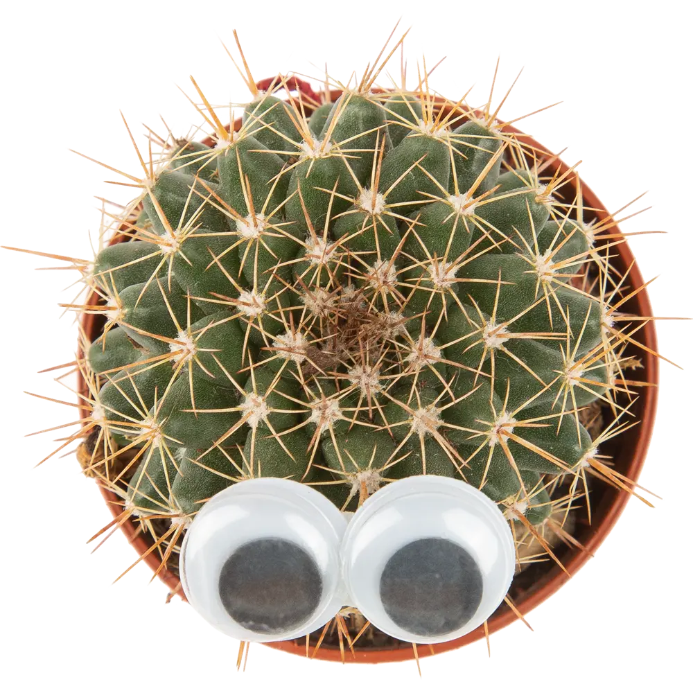 Кактус микс Santreyd с декоративными глазами - живой акцент интерьера 85062779 STLM-0058113 - Вид №1