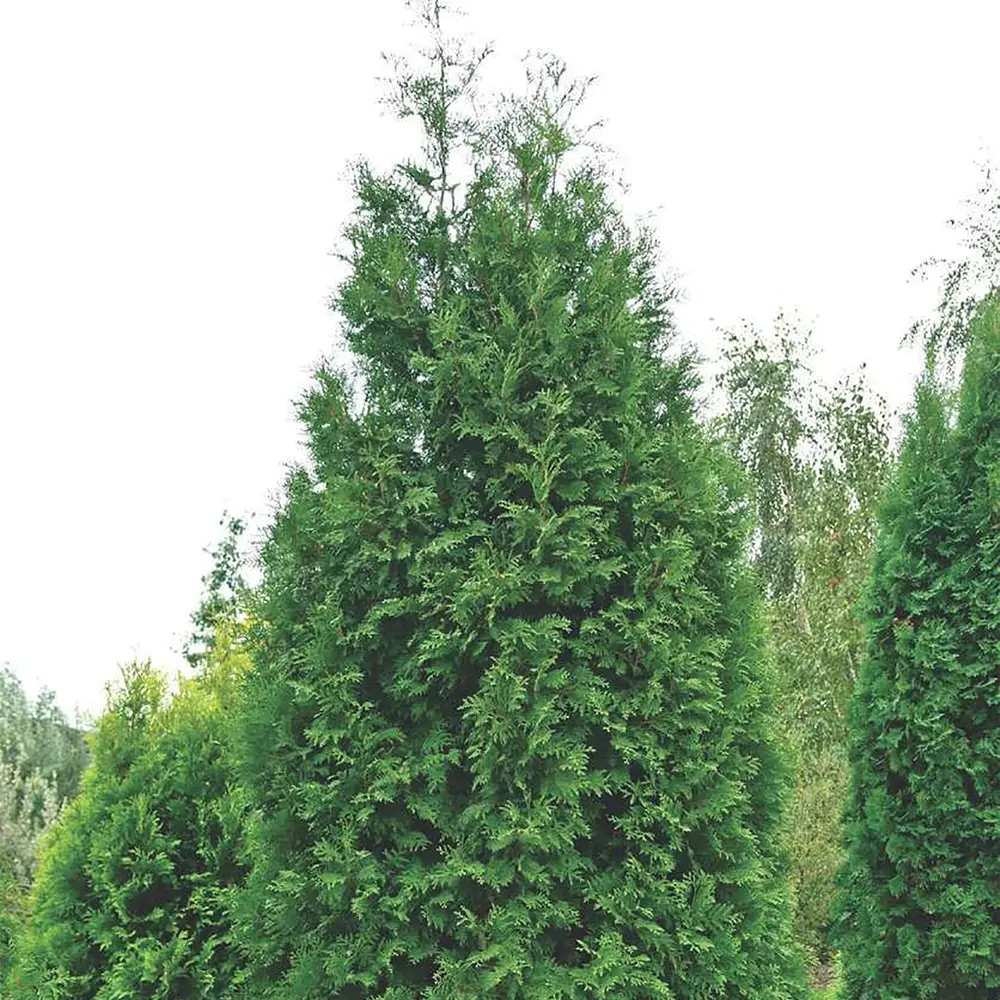 Туя западная Брабант 80-100x40 см С15 ГАВРИШ STLM-2132330