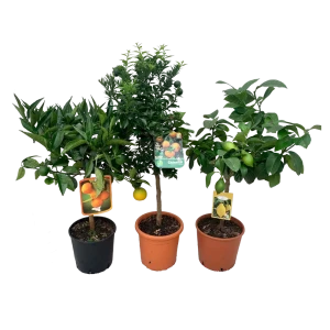 Цитрус микс ø21 h70 см