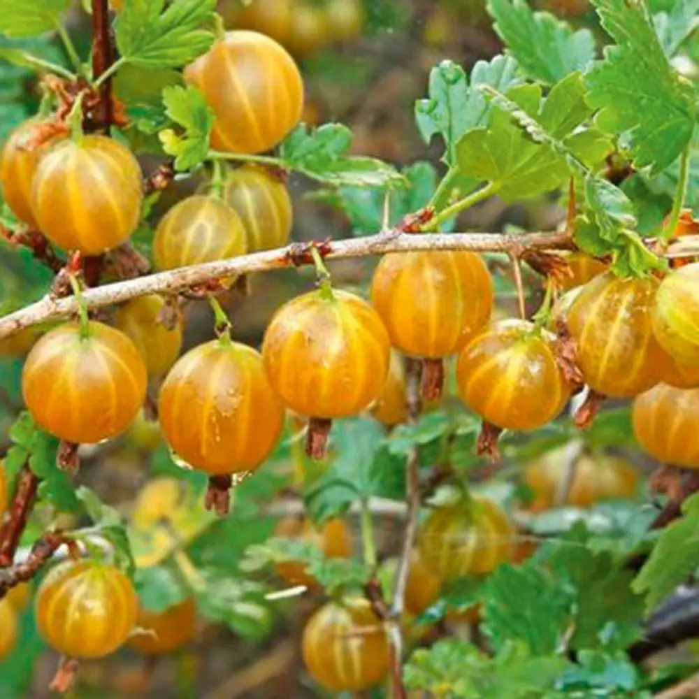 Крыжовник обыкновенный Русский желтый ø19 h35 см PLANTMARKET STLM-2008729