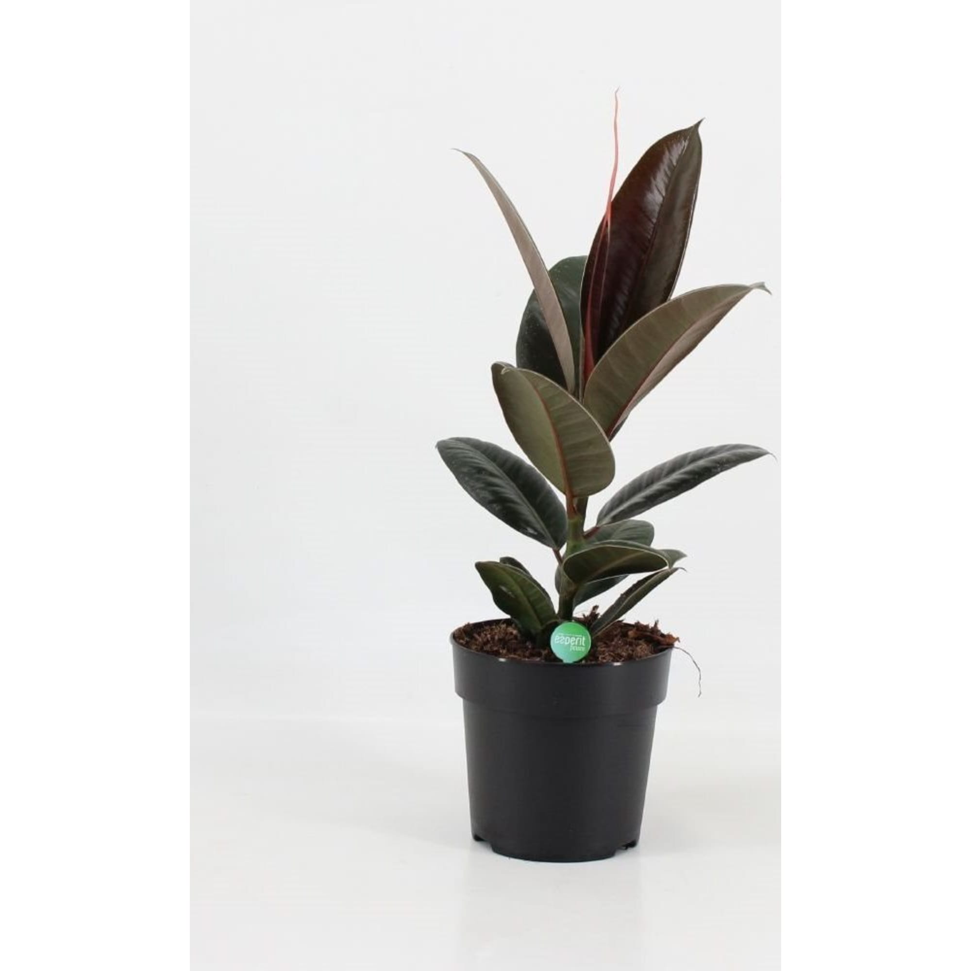 82578719 Фикус эластика мелани d12 h35 Santreyd 