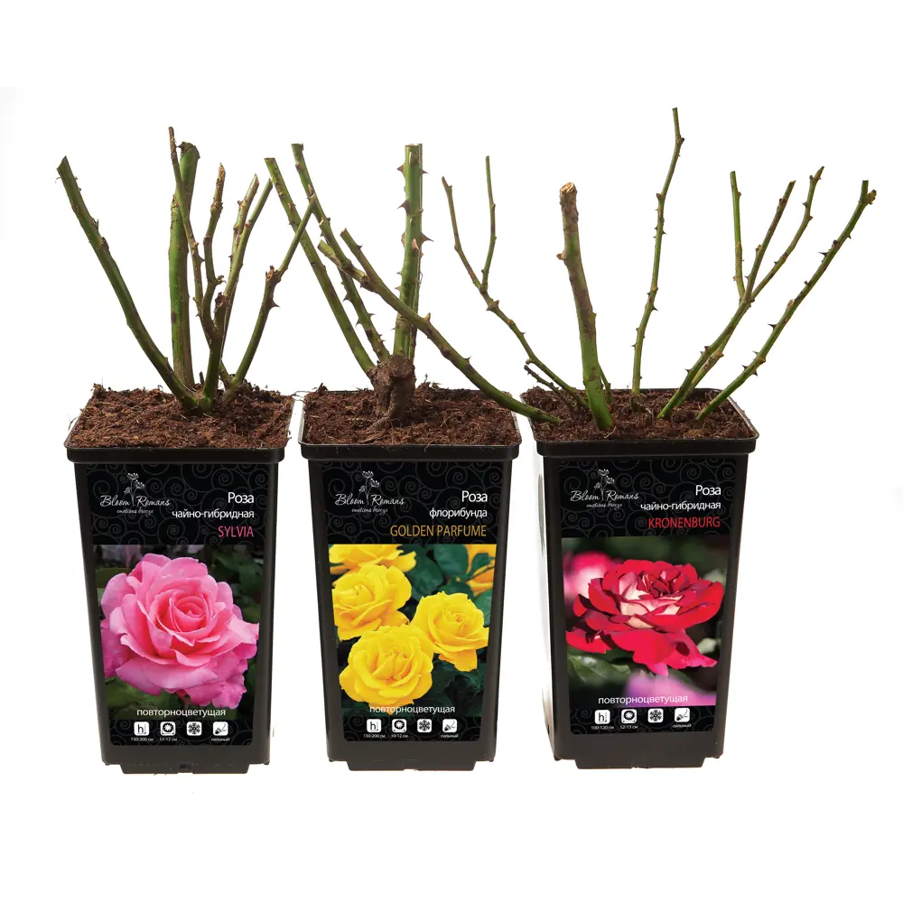 Роза Флорибунда Santreyd - пышное цветение с крупными соцветиями 84721375 STLM-0054016 - Вид №3