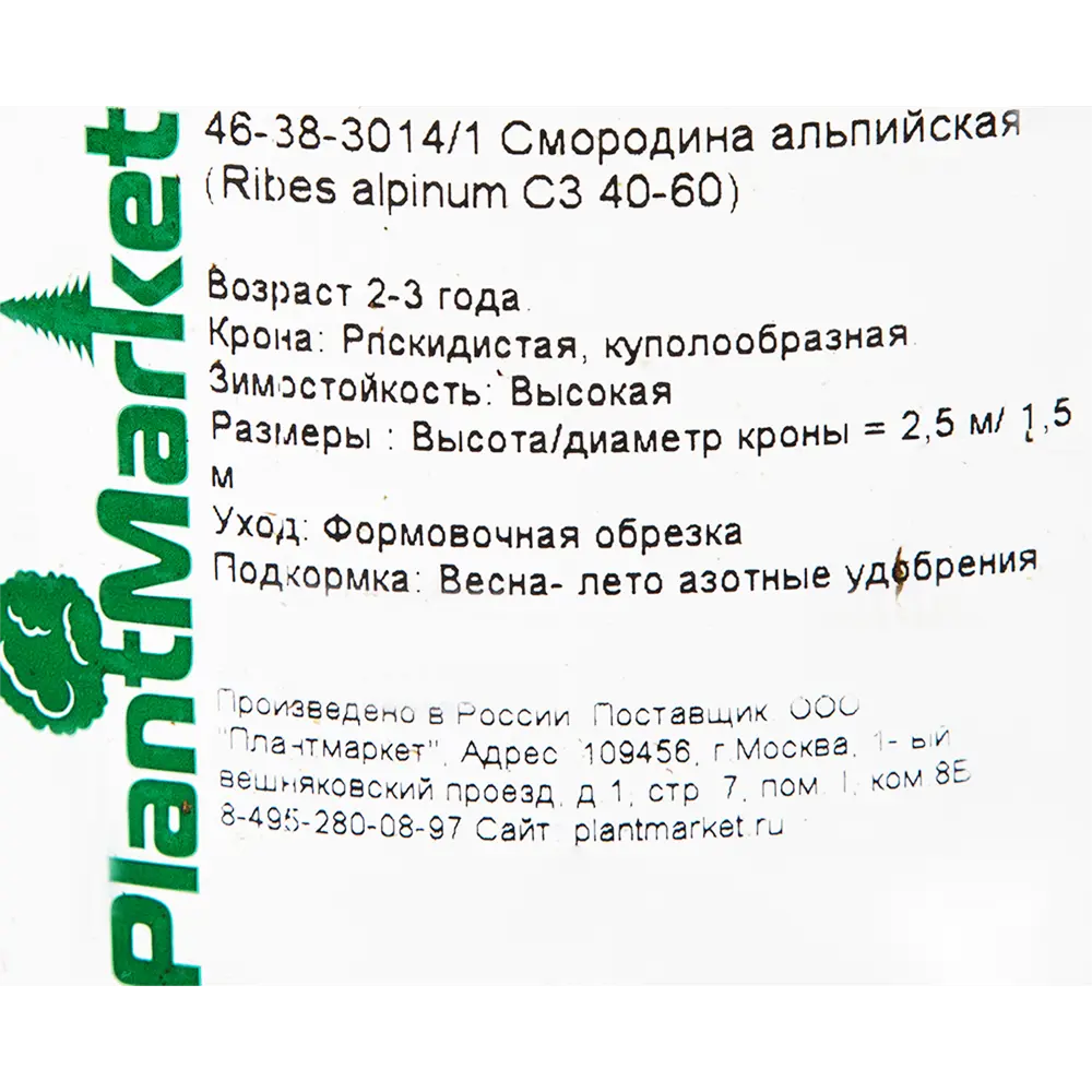 Смородина альпийская C3 40-60 см PLANTMARKET STLM-2043937 - Вид №1