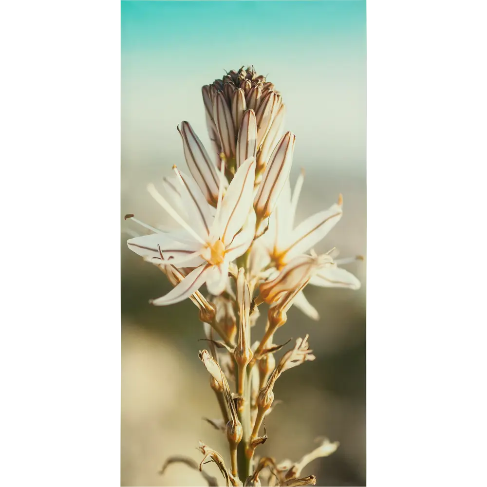 Фотообои Цветок 200x100 см МОСКОВСКАЯ ОБОЙНАЯ ФАБРИКА Malex factory STLM-2074789