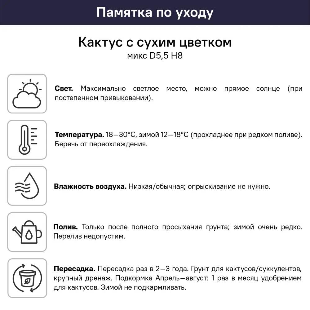 Кактус с сухим цветком микс ø5.5 h8 см 89434565 STLM-2015877 Santreyd  - Вид №4