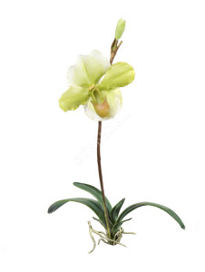 30.0314055LG Орхидея Венерин Башмачок белый/лайм с листьями и корнями Цветочная коллекция