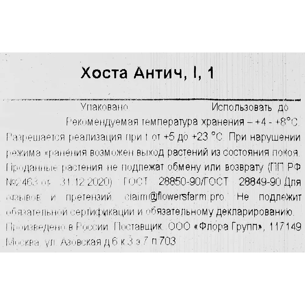 Хоста Антич Santreyd STLM-2068317 - Вид №2