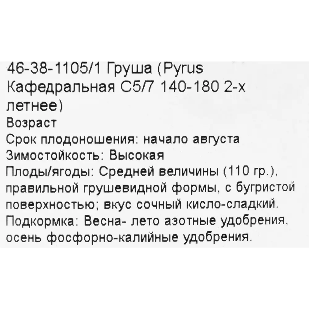 Груша кафедральная C5-7 2 года 82356768 STLM-2051063 PLANTMARKET  - Вид №1