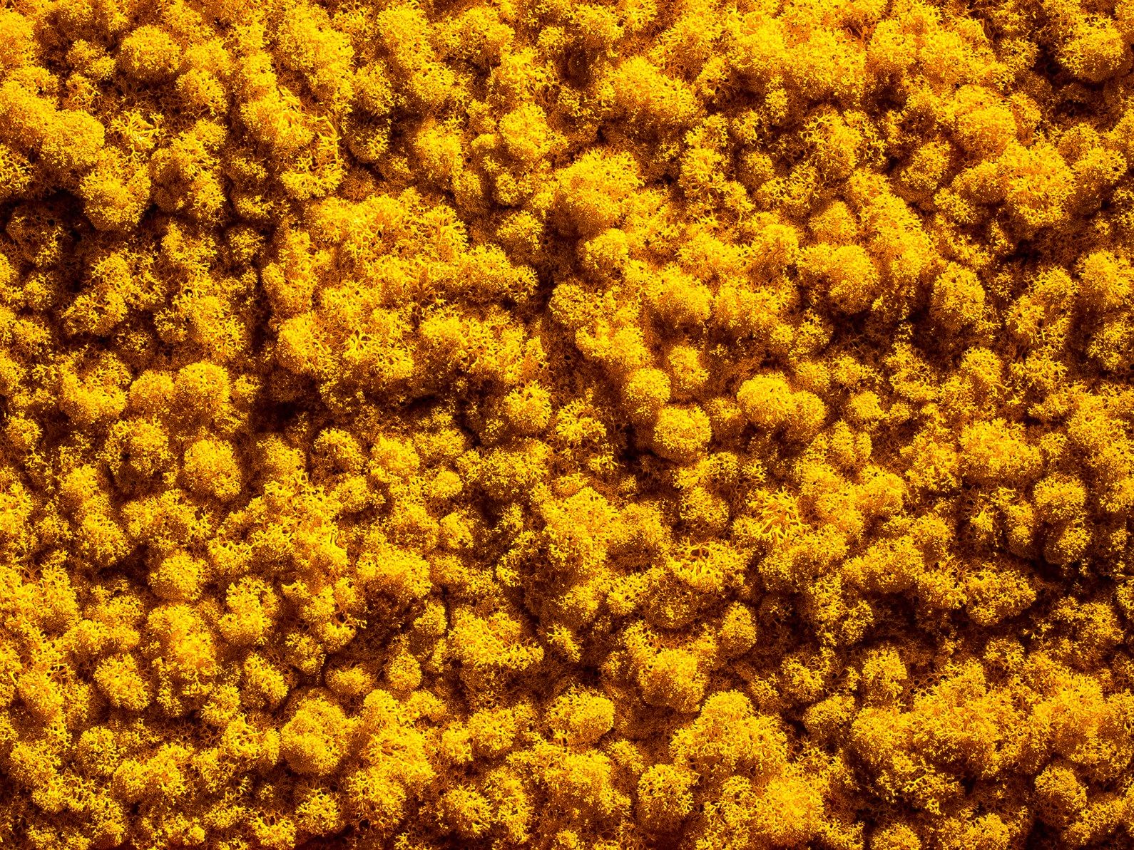 Растительная стена из мха Freund GmbH Green ARCH-00131248 - Вид №16