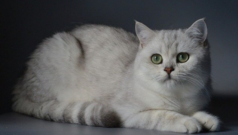 Серебристая британская шиншилла: описание и содержание кошек