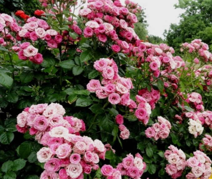 Бордюрная роза Santreyd с бело-розовыми цветами 85589152 STLM-0064359