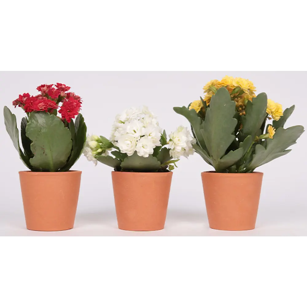 Каланхое микс ø6 h10 см 84798063 STLM-2095682 Santreyd 