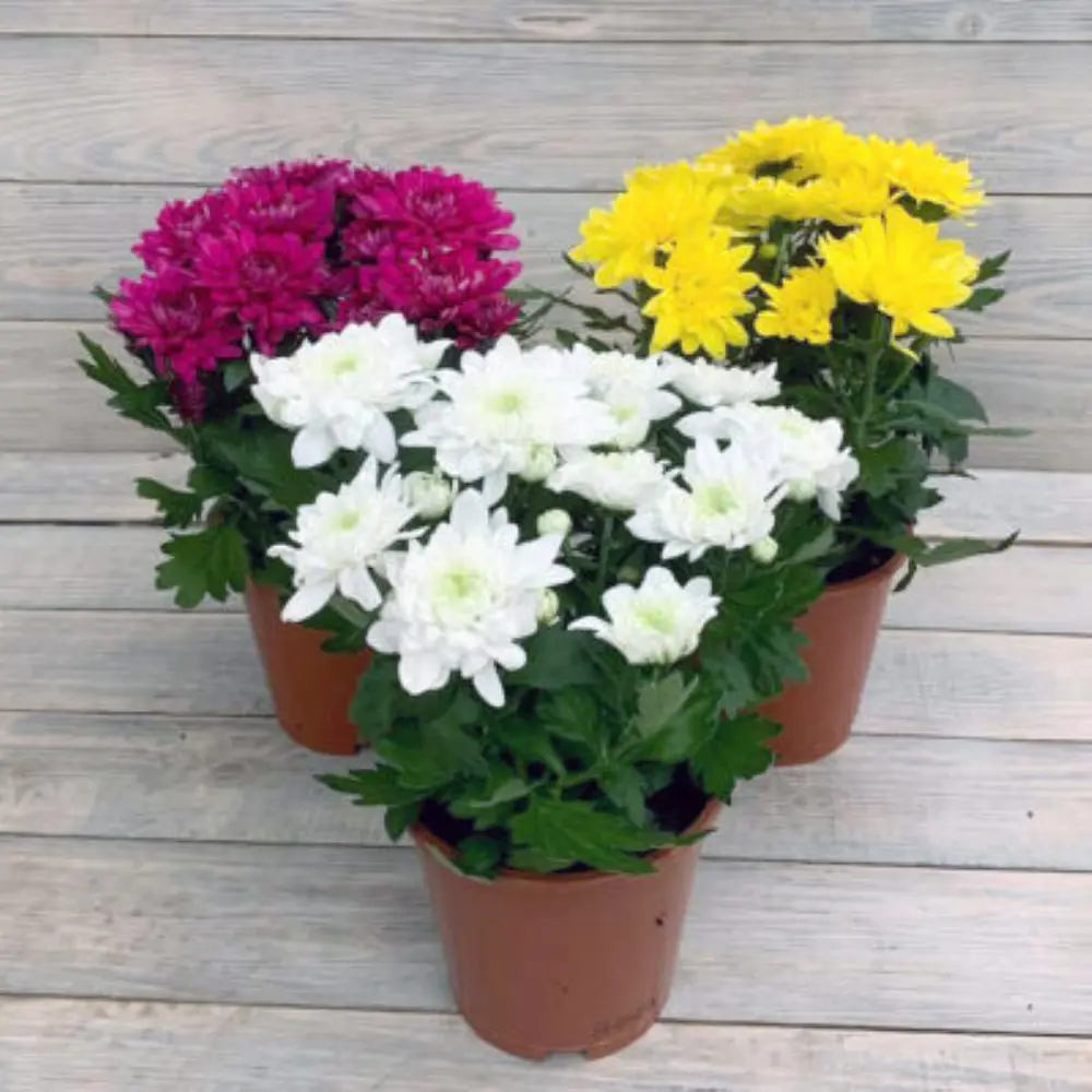 Хризантема одноцветная микс в горшке ø12 см 89441762 Santreyd STLM-1579281