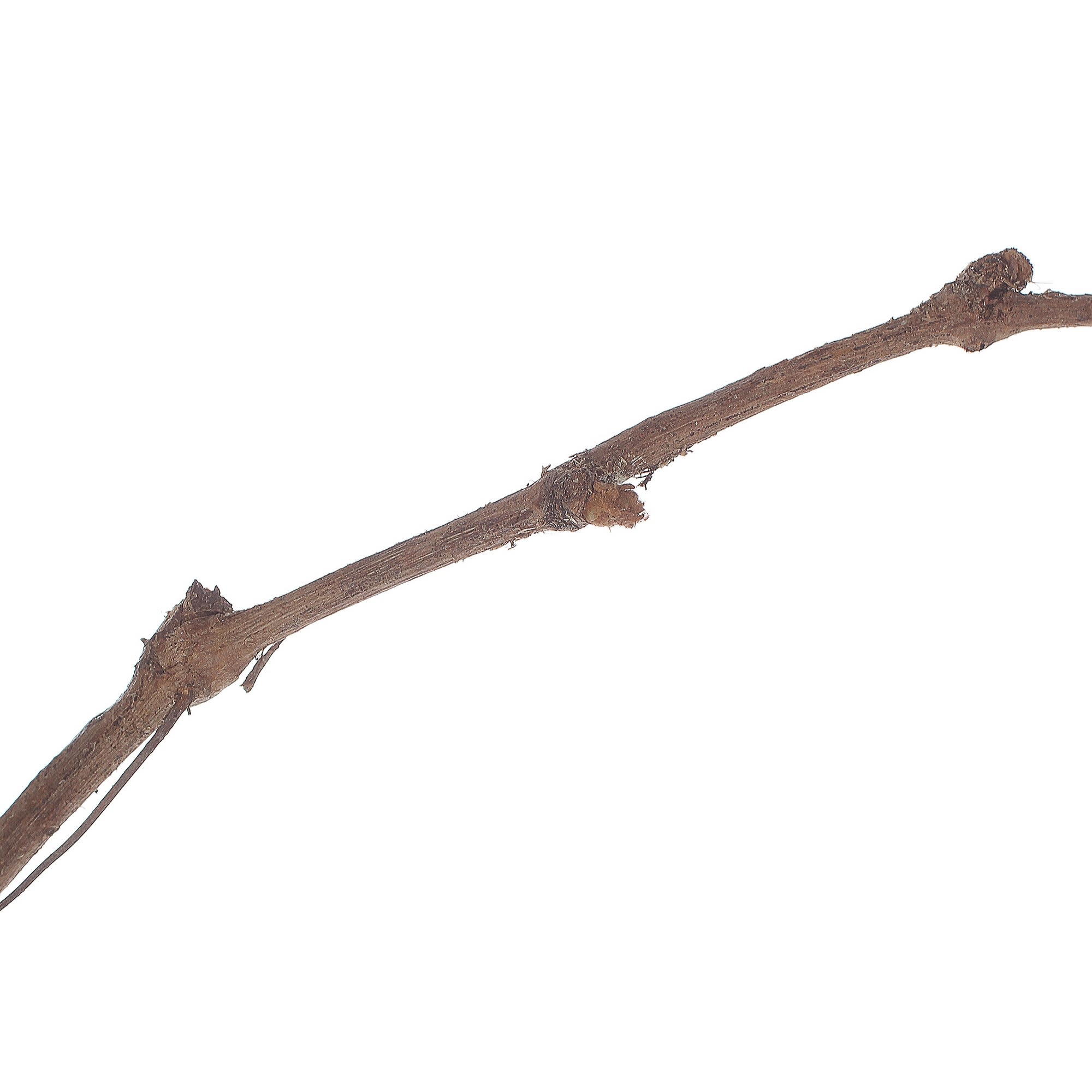 81954906 Виноград плодовый С2 «Кристалл» h50 Santreyd  - Вид №1