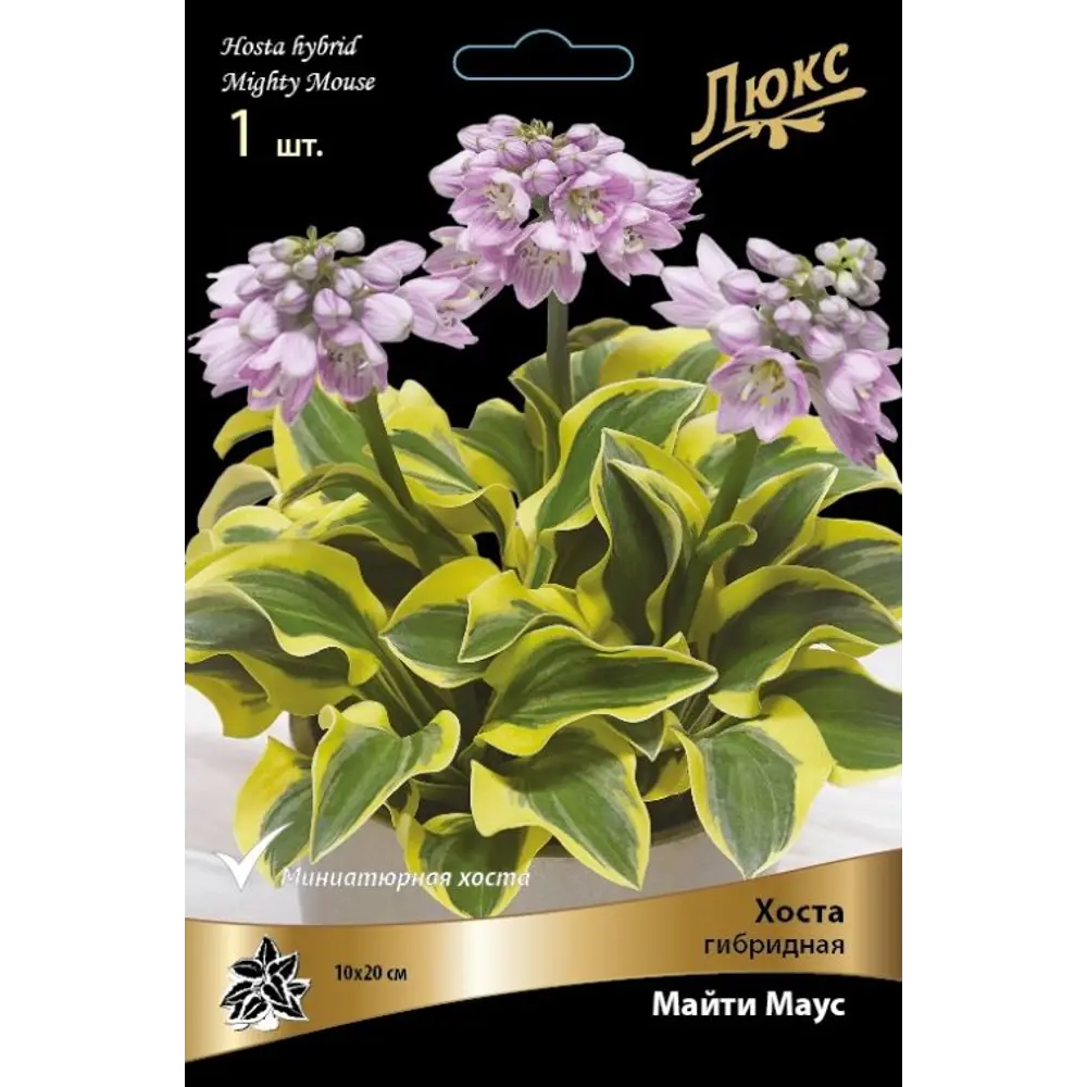 Хоста гибридная Майти Маус ПОИСК STLM-2194585