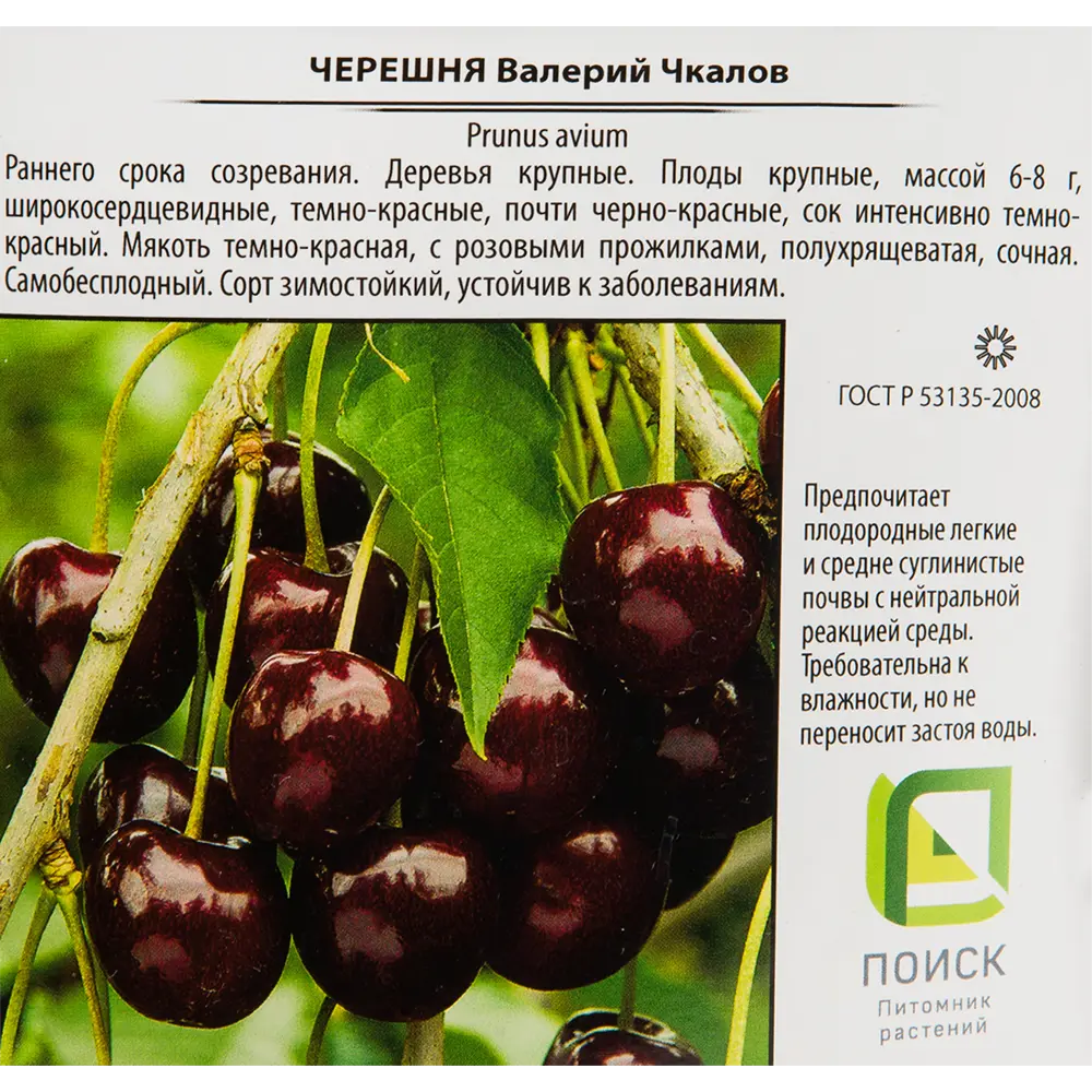 Черешня «Валерий Чкалов» 25x120 см 82585448 STLM-2069223 Santreyd  - Вид №1