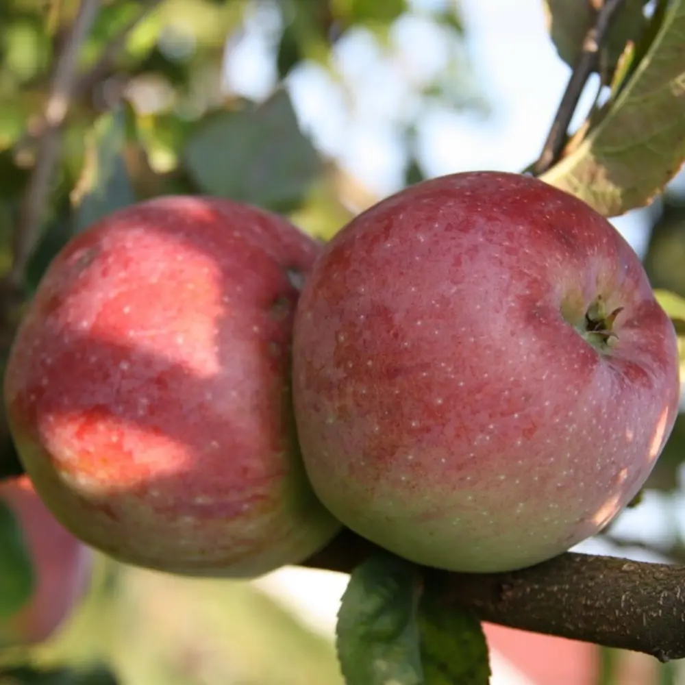 Яблоня «Флорина» C4 высота 120-150 см ВСЕ В САД STLM-2194917