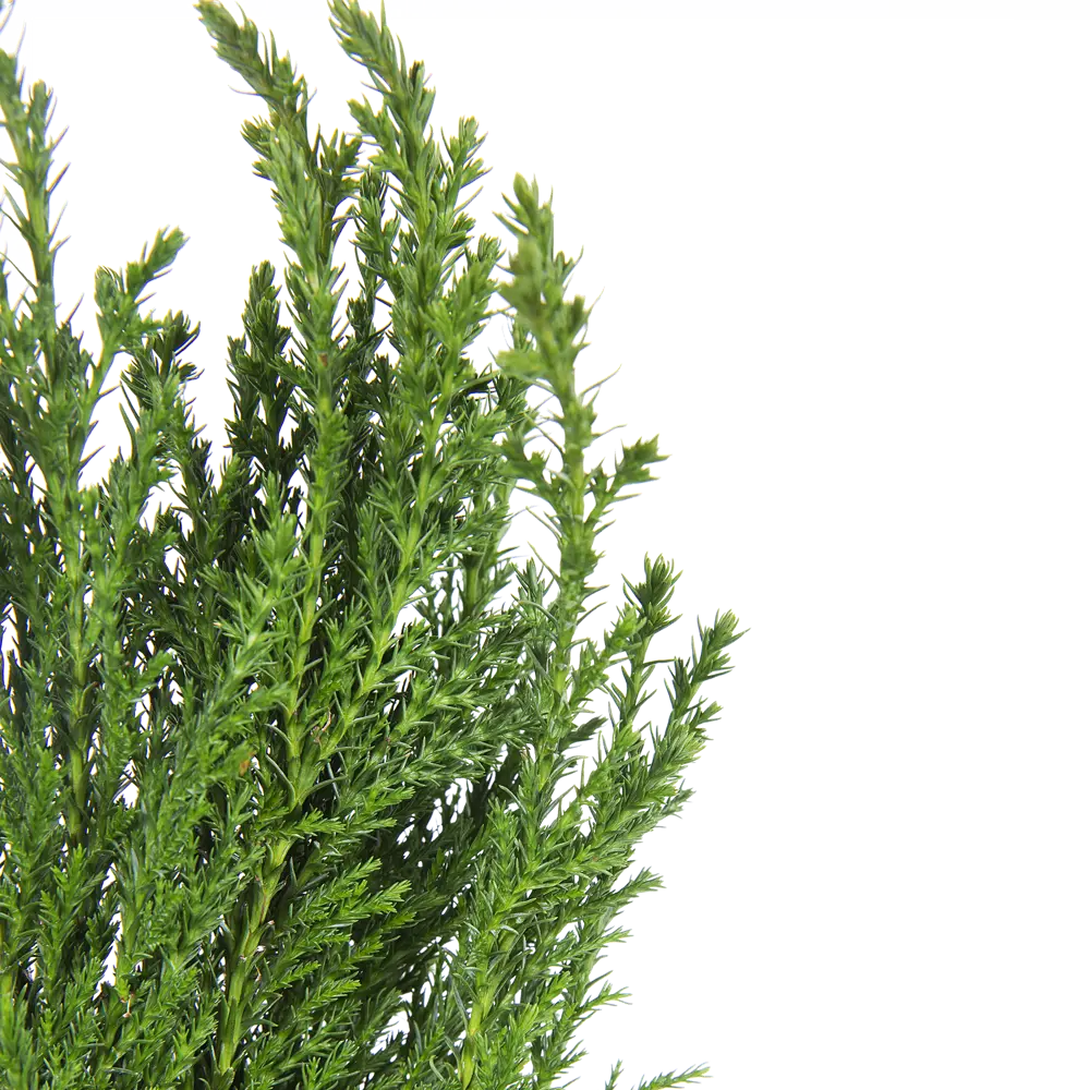 Кипарисовик Элвуди ø9 h32 см Santreyd STLM-2023805 - Вид №2