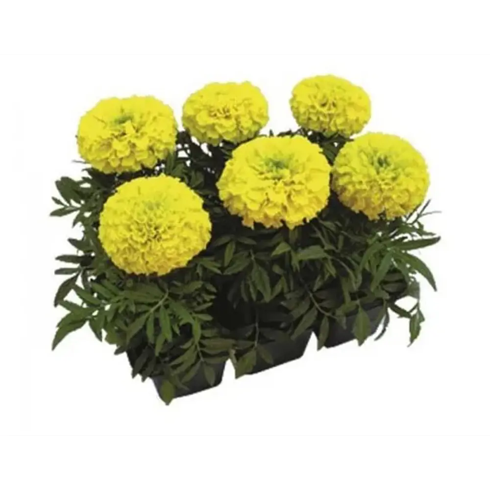 Тагетес прямой Дюн микс h15 см 6 шт АГРОНИ STLM-2000424