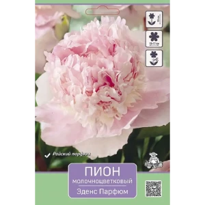 Пион молочноцветковый травянистый Эденс Парфюм