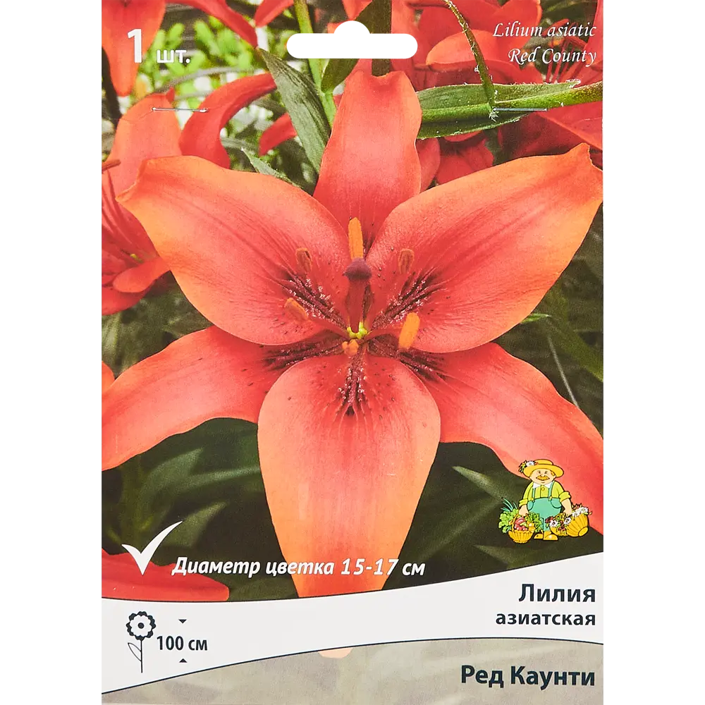 Лилия азиатская Ред Каунти ПОИСК STLM-2004822 - Вид №2