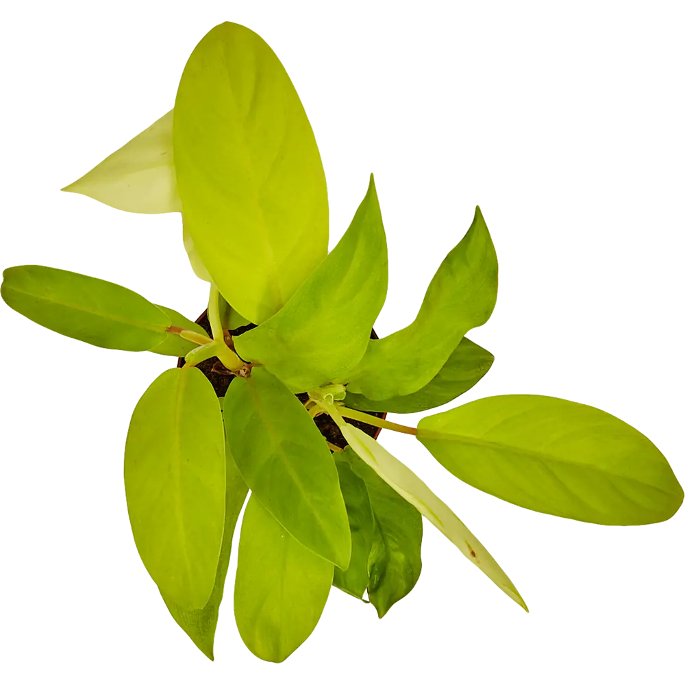 Филодендрон Малай Santreyd — изящное ампельное растение для интерьера 82741704 STLM-0035272 - Вид №1