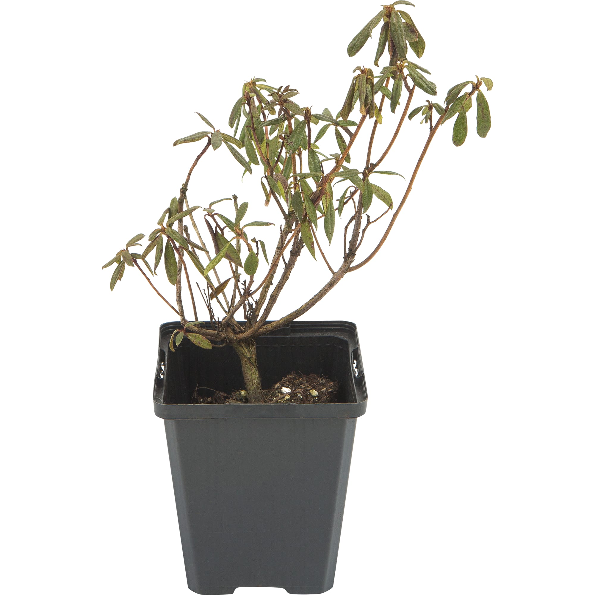 82601868 Рододендрон гибридный «Глетшемачт» 9x20 см Santreyd  - Вид №2