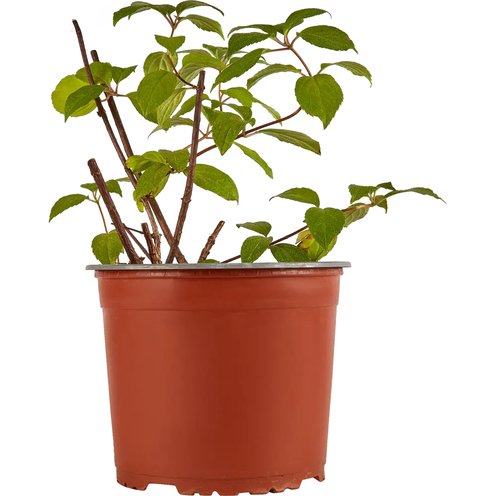 Гортензия Мэджикал Мунлайт от Santreyd - саженец с лунным сиянием 82219511 STLM-0022209 - Вид №1