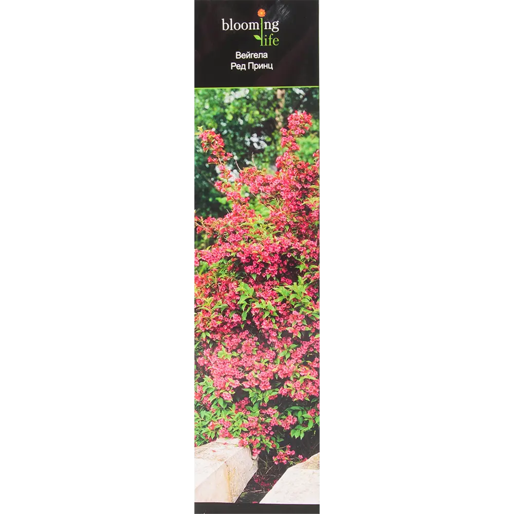 Вейгела Ред Принц в тубе BLOOMING LIFE STLM-2207915