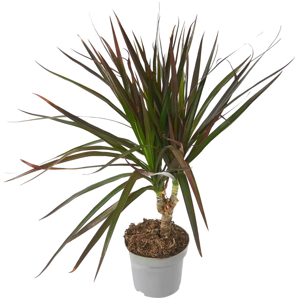 Santreyd Драцена Маргината Грин — изящное тропическое растение с перьевидной листвой 85324834 STLM-0061448