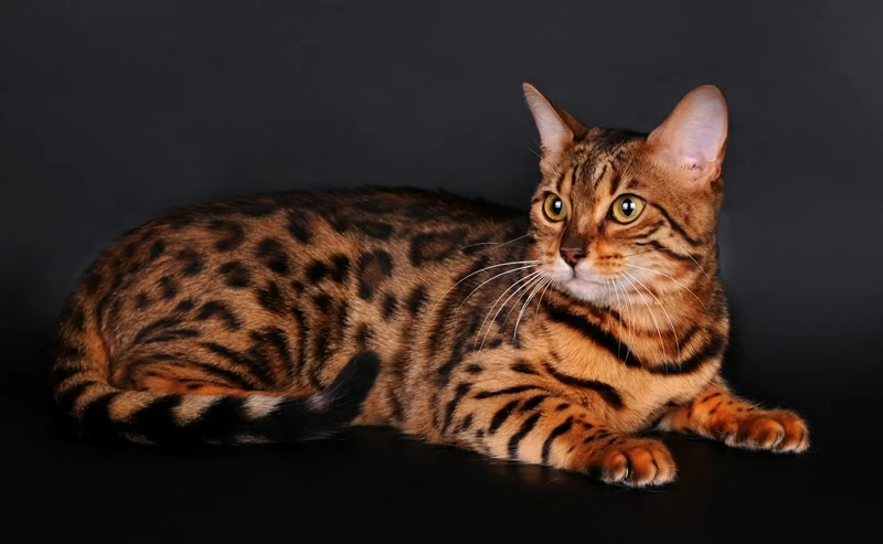 Породы кошек и котов тигрового окраса и их содержание