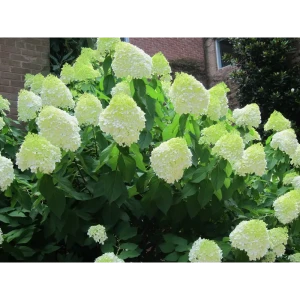 Гортензия метельчатая «Лаймлайт» 9x15 см