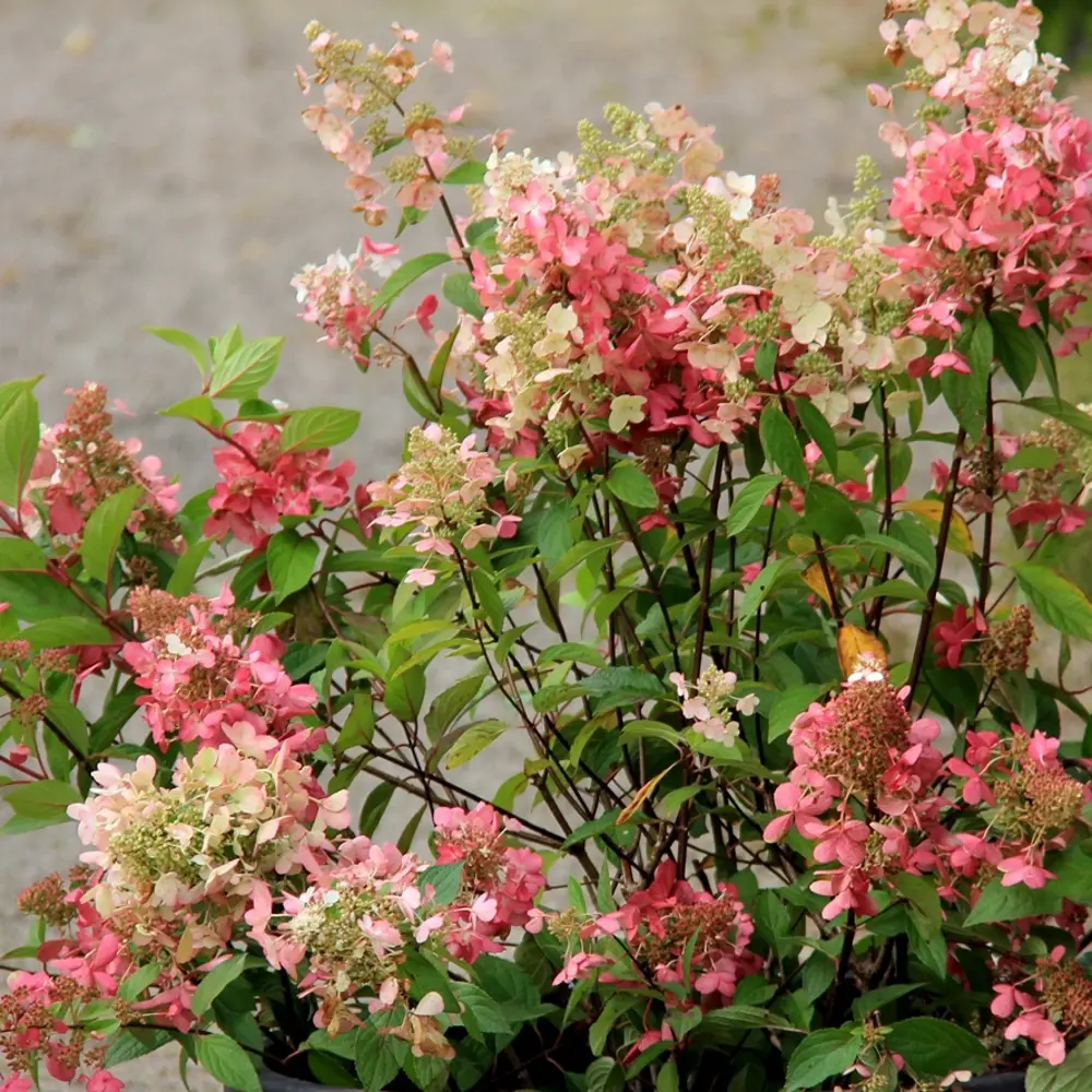 Гортензия метльчатая Мэджикал Файр от Santreyd - саженец с огненным цветением 85324877 STLM-0061486