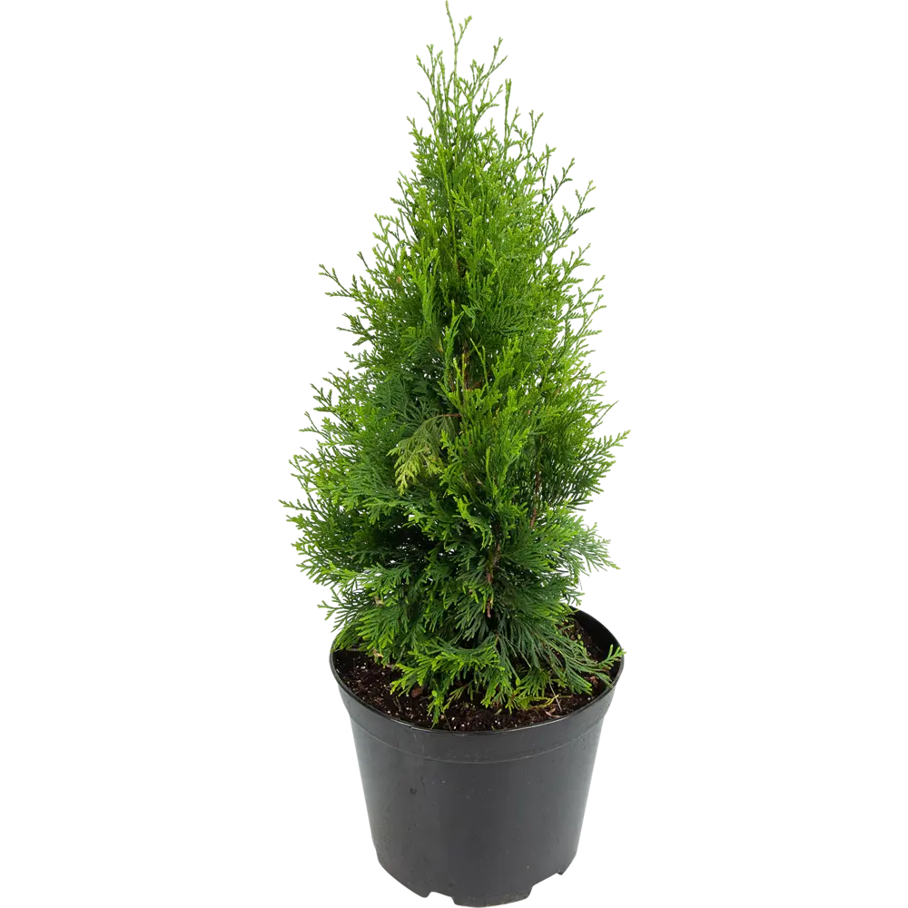 Туя западная «Голден Брабант» 22x50 см ГАВРИШ STLM-2197952