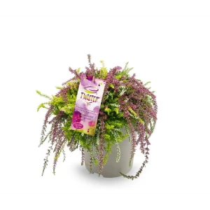 Вереск Флаффи ø12 h25 см 89389757 STLM-2054037