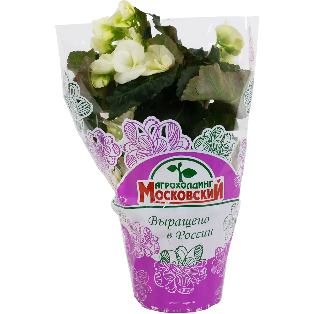 Бегония Элатиор Santreyd — вечное цветение в вашем доме 12510729 STLM-1373320 - Вид №3