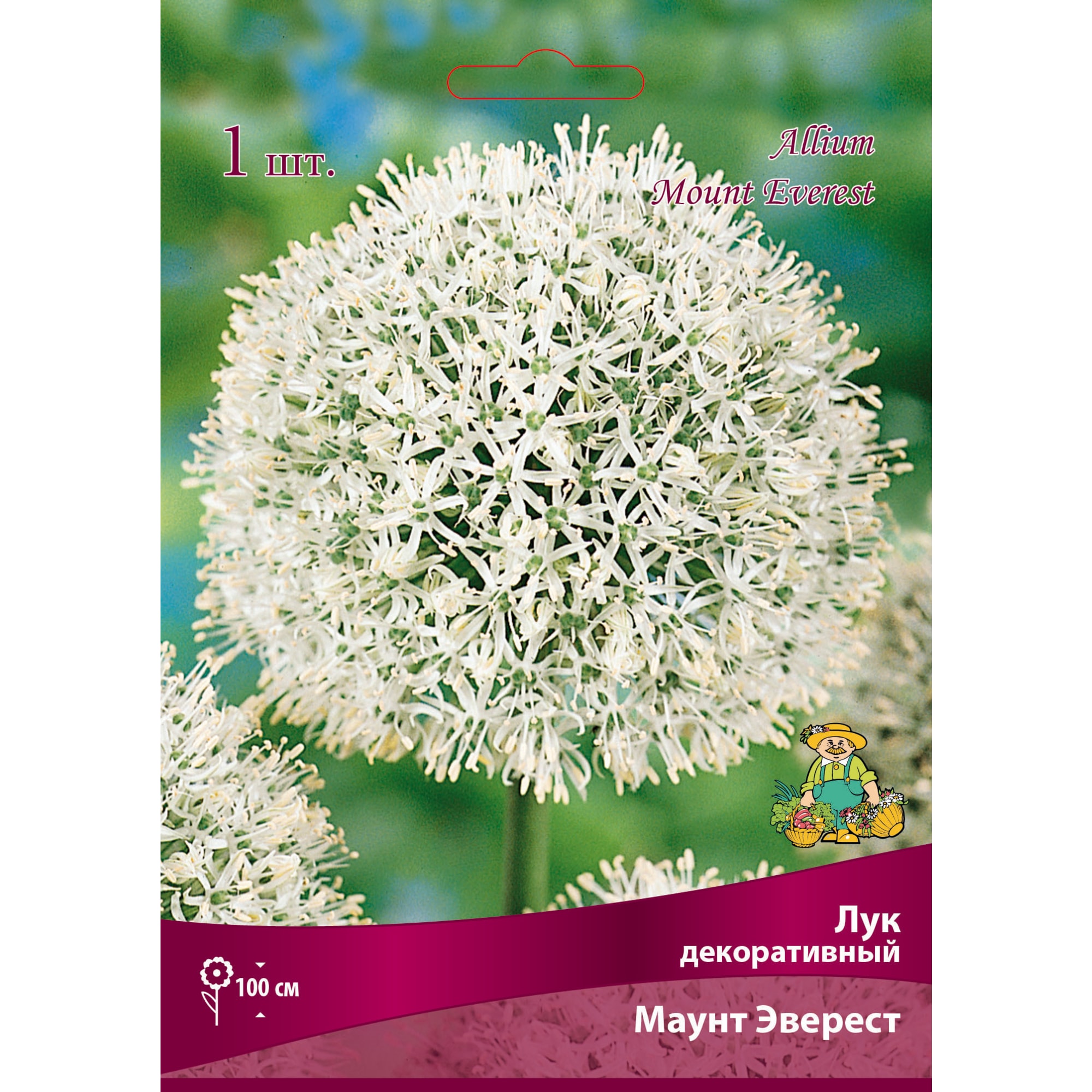 Лук декоративный «Маунт Эверест» размер луковицы 18/20 Santreyd 82661875