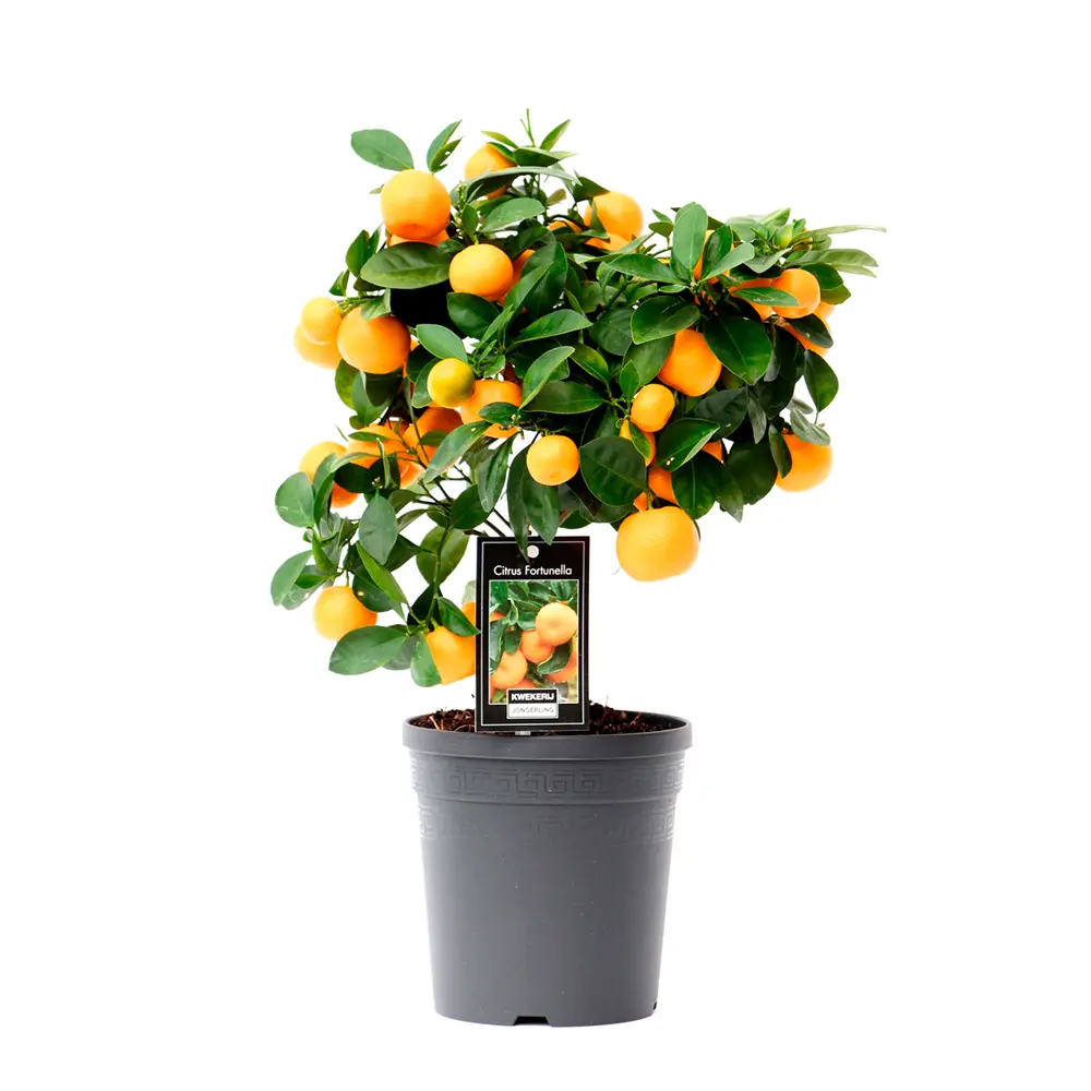 Цитрофортунелла Флоридана Лаймкват Лимон ø14 h40 см Santreyd STLM-2097217