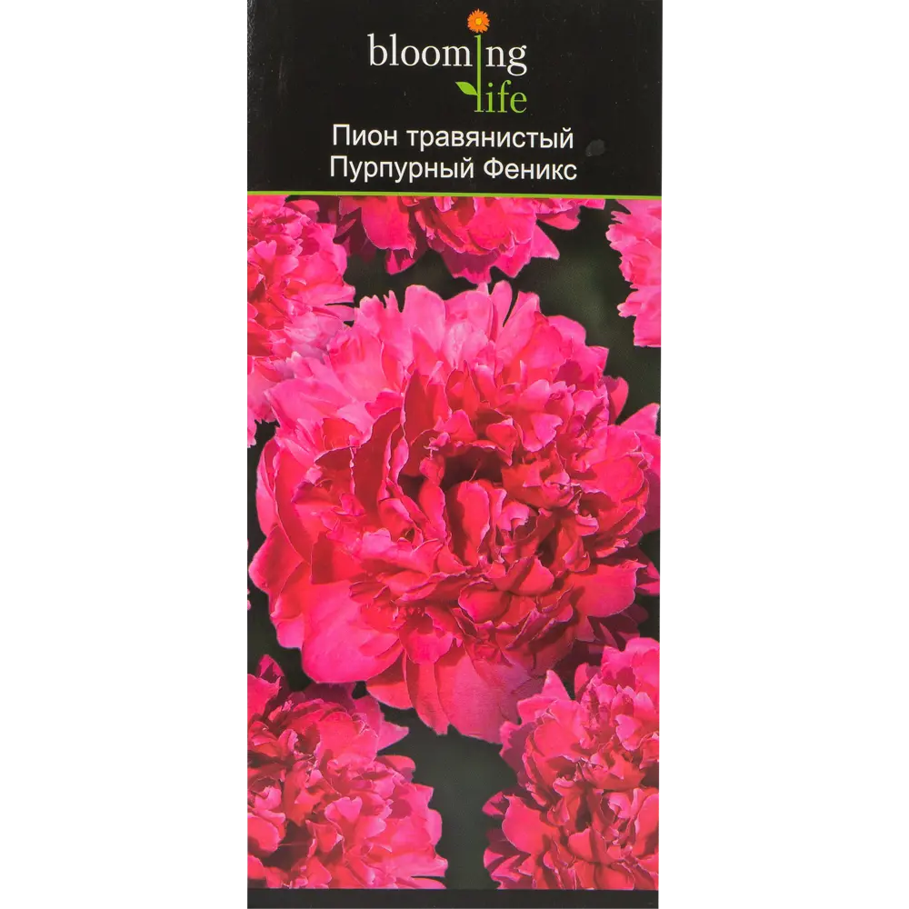 Пион травянистый Пурпурный феникс в тубе BLOOMING LIFE STLM-2050794 - Вид №2