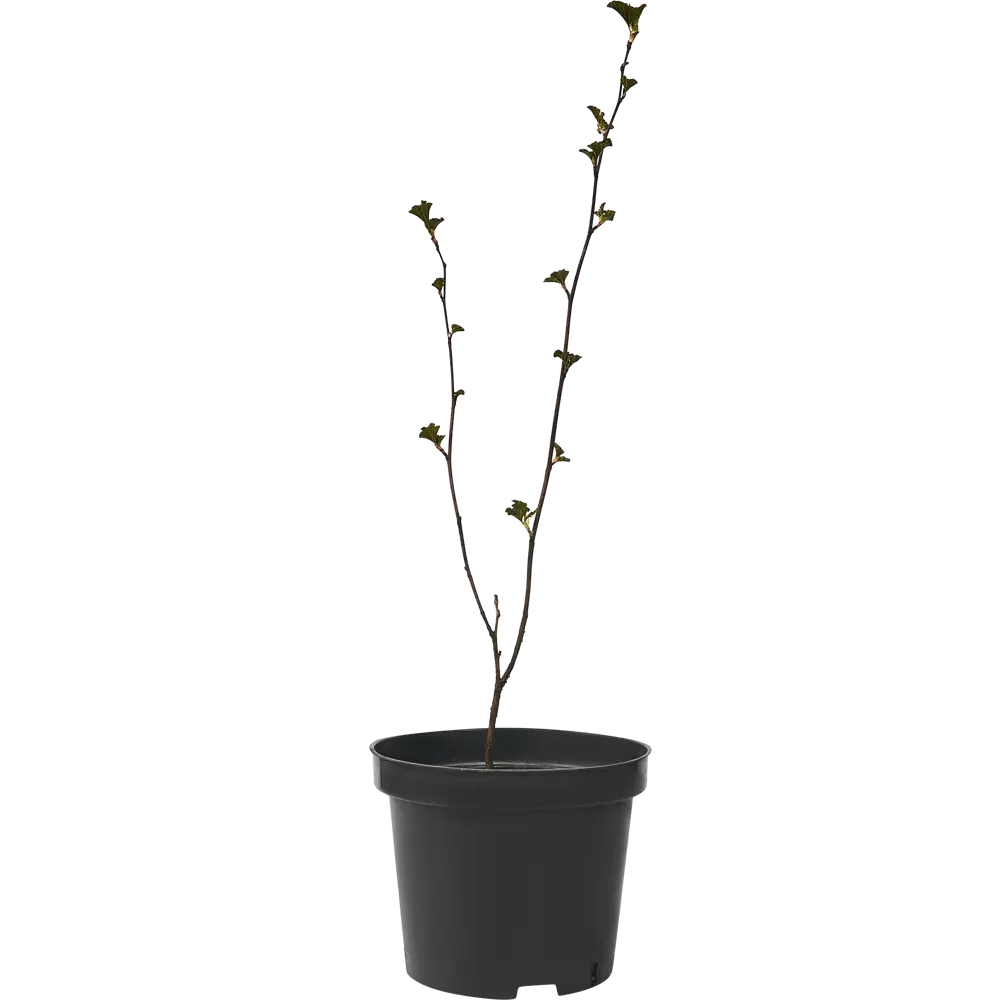 Пузыреплодник калинолистный Ред Барон ø15 h60 см 84828808 STLM-2149280 PLANTMARKET  - Вид №1